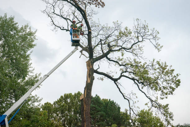 Best Tree Maintenance Programs  in Ballinger, TX